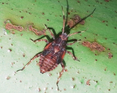 Deraeocoris olivaceus