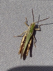 Chorthippus brunneus