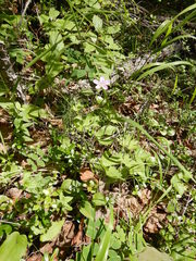 Geranium maximowiczii