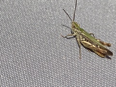 Chorthippus brunneus