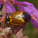 Bumspot Chafer - Photo (c) Felix Riegel, some rights reserved (CC BY-NC), uploaded by Felix Riegel