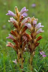 Phelipanche arenaria