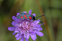 Zygaena angelicae