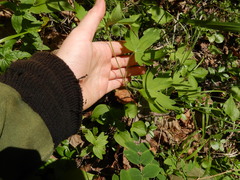 Geranium maximowiczii