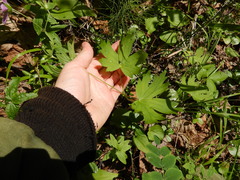 Geranium maximowiczii