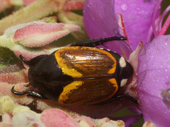 Popillia bipunctata