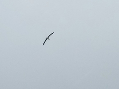 Leucophaeus atricilla