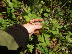 Geranium maximowiczii