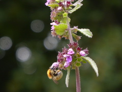 Bombus humilis