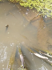 Aplocheilus lineatus