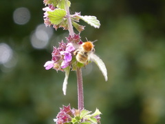 Bombus humilis