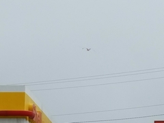 Leucophaeus atricilla