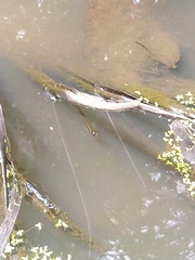 Aplocheilus lineatus