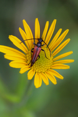 Stenurella bifasciata