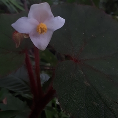 Begonia beccariana