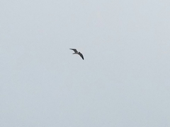 Leucophaeus atricilla