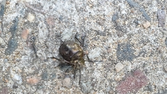 Chlorochroa pinicola