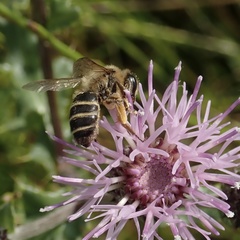 Andrena flavipes