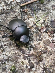Canthon chalcites