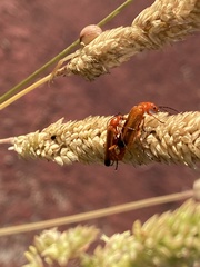 Rhagonycha fulva