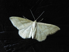 Idaea rufaria