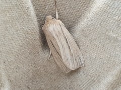 Mythimna pallens