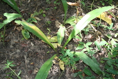 Chlorophytum stenopetalum