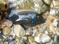 Lepadogaster purpurea