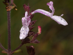 Aeollanthus parvifolius