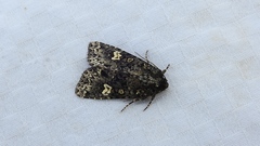 Melanchra