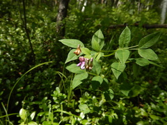 Vicia ramuliflora