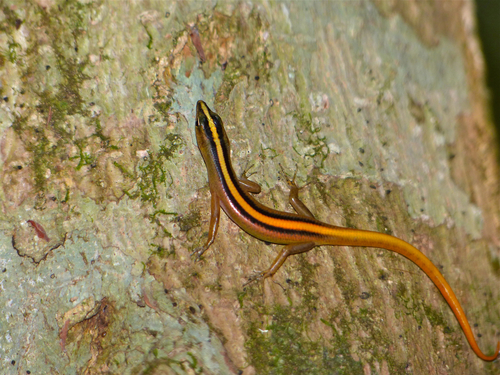 Banded Lipinia, Lipinia vittigera