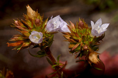 Roella glomerata