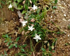 Glinus oppositifolius