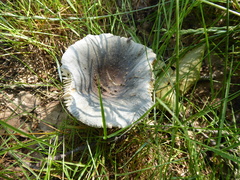 Russula parazurea