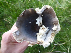 Russula parazurea