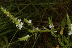 Isoglossa ovata