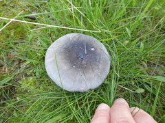 Russula parazurea