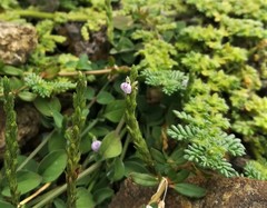 Rostellularia diffusa prostrata