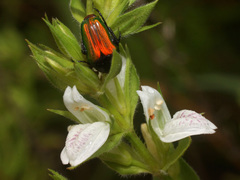 Isoglossa ovata