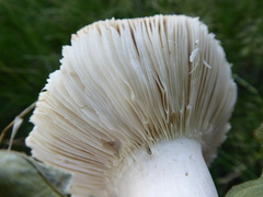 Russula parazurea