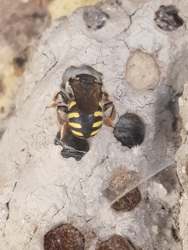 Florentine Woolcarder Bee, photo 7 of 8