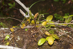 Bulbophyllum scaberulum