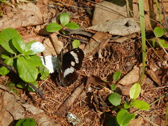 Limenitidini