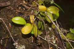 Bulbophyllum scaberulum