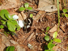 Limenitidini