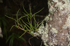 Tridactyle tridentata