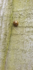 Harmonia axyridis