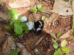 Limenitidini