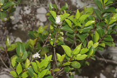 Pseudoscolopia polyantha